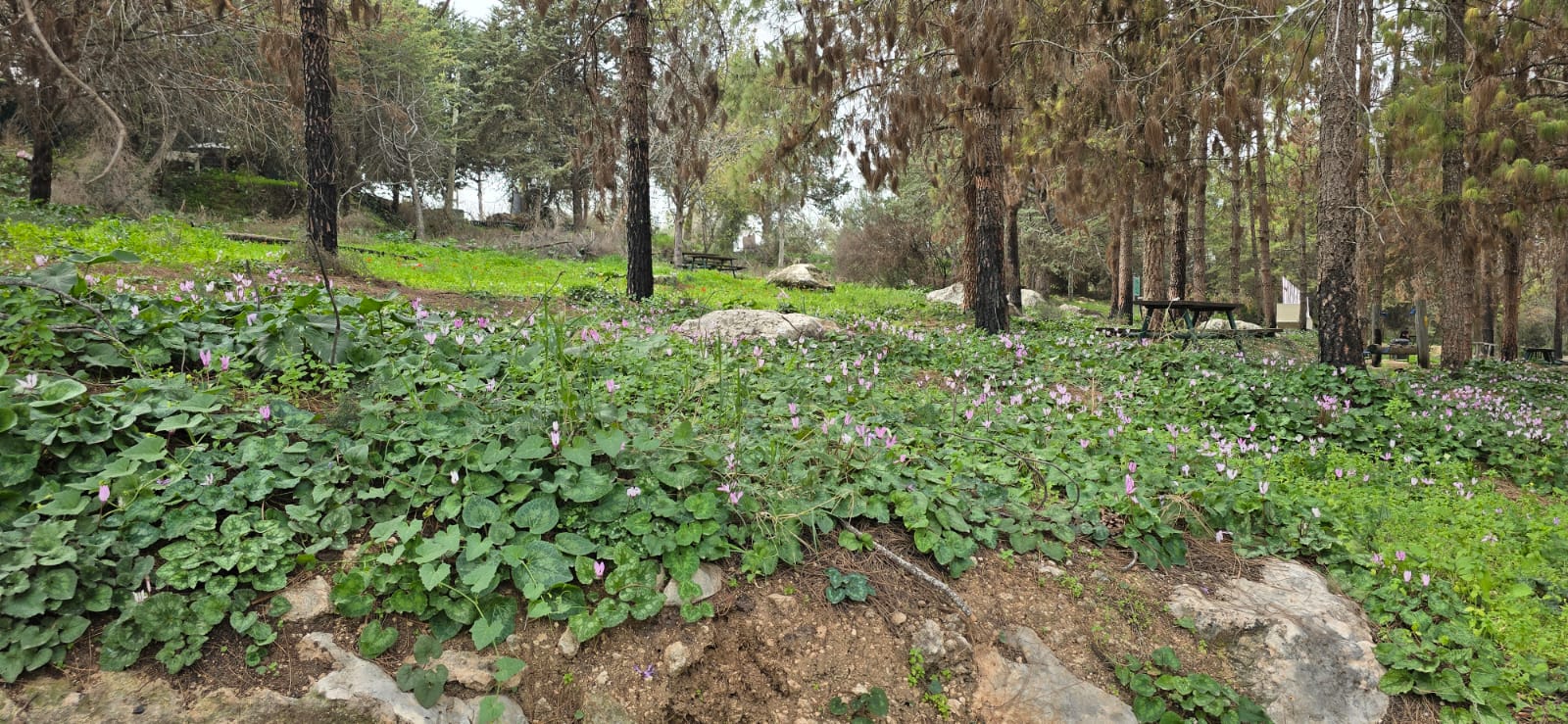 רקפות פורחות בפאר העוצבות