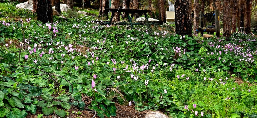 רקפות פורחות באתר